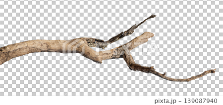 Dry branches isolated on a transparent background. 139087940