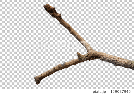 Dry branches isolated on a transparent background. Dry branches isolated on a transparent background. 139087946