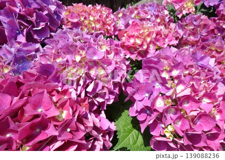 色鮮やかなあじさいの花 色鮮やかなあじさいの花 139088236