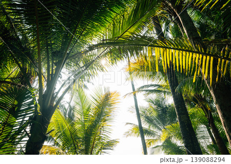 Sun shining through coconut palm leaves in a tropical garden. Sun shining through coconut palm leaves in a tropical garden. 139088294