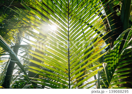 Sun shining through coconut palm leaves in a tropical garden. Sun shining through coconut palm leaves in a tropical garden. 139088295