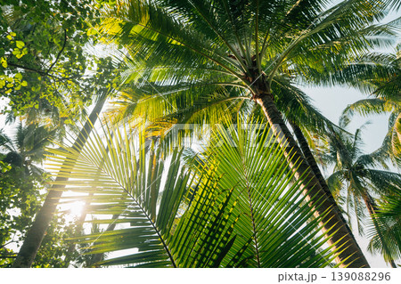 Sun shining through coconut palm leaves in a tropical garden. 139088296