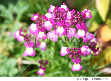 リナリア（姫金魚草） 139088539