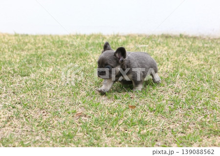 フレンチブルドッグ 139088562