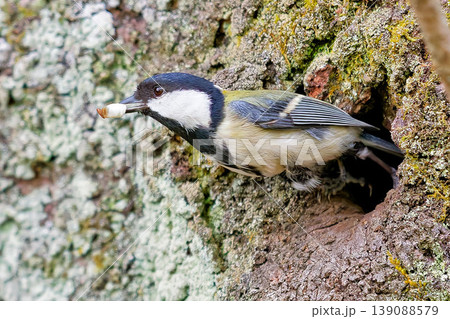巣の中の糞を外に出すシジュウカラ 巣の中の糞を外に出すシジュウカラ 139088579