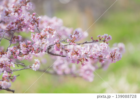 満開の桜（寒地土木研究所の千島桜） 139088728