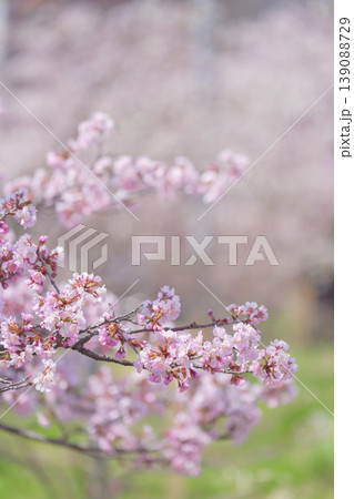 満開の桜（寒地土木研究所の千島桜） 139088729