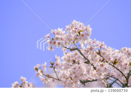 満開の桜(寒地土木研究所の千島桜) 満開の桜(寒地土木研究所の千島桜) 139088730