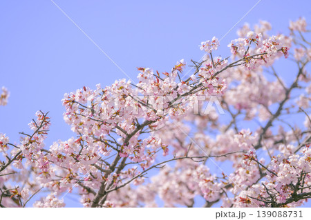 満開の桜（寒地土木研究所の千島桜） 139088731