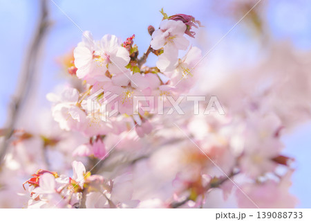 満開の桜（寒地土木研究所の千島桜） 139088733
