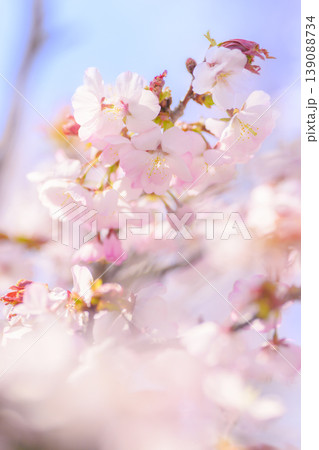 満開の桜（寒地土木研究所の千島桜） 139088734