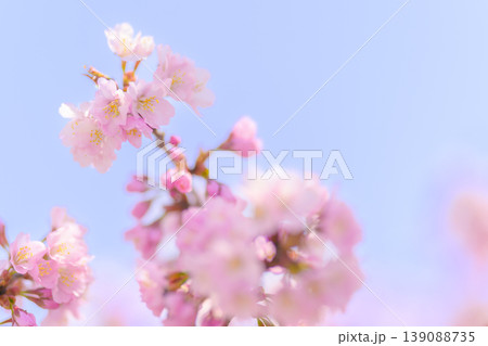 満開の桜（寒地土木研究所の千島桜） 139088735