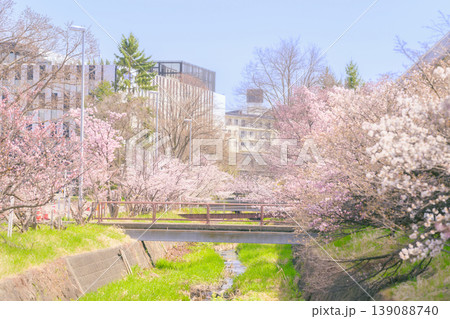 満開の桜と小川（寒地土木研究所の千島桜） 139088740