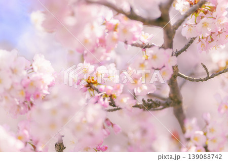 満開の桜(寒地土木研究所の千島桜) 満開の桜(寒地土木研究所の千島桜) 139088742