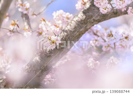 満開の桜（寒地土木研究所の千島桜） 139088744