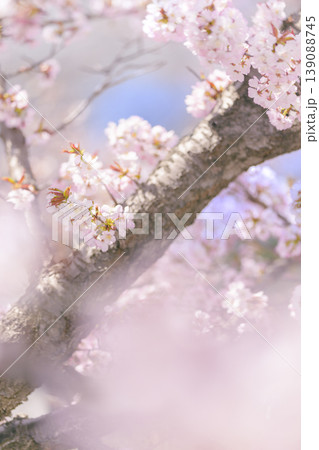 満開の桜（寒地土木研究所の千島桜） 139088745