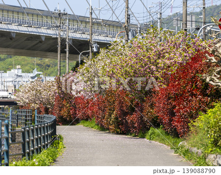 猪名川沿いに咲く八重桜とベニカナメモチ 139088790