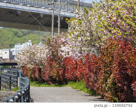 猪名川沿いに咲く八重桜とベニカナメモチ 猪名川沿いに咲く八重桜とベニカナメモチ 139088792