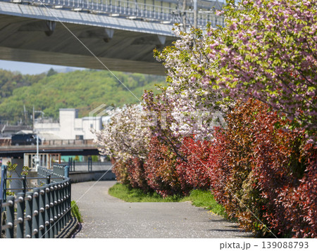 猪名川沿いに咲く八重桜とベニカナメモチ 猪名川沿いに咲く八重桜とベニカナメモチ 139088793