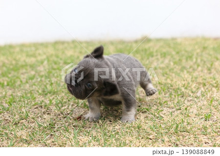 フレンチブルドッグ 139088849