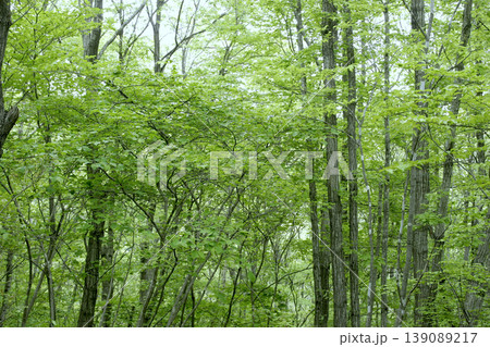 雑木林の光あふれる新緑の風景 東北 雑木林の光あふれる新緑の風景 東北 139089217