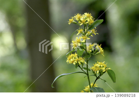 林床に咲くアキノキリンソウ(Solidago virgaurea)の草姿 東北 林床に咲くアキノキリンソウ(Solidago virgaurea)の草姿 東北 139089218
