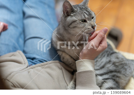 猫を撫でる飼い主　サバトラ猫 139089604