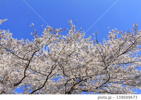 満開の桜 満開の桜 139089673