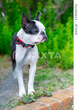 公園で遊ぶボストンテリア 139089702