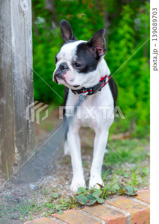 公園で遊ぶボストンテリア 139089703