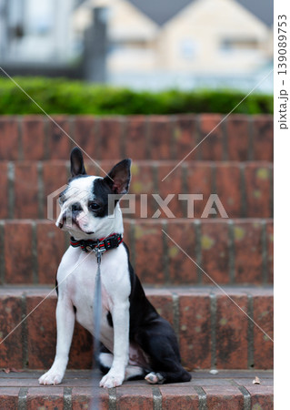 公園で遊ぶボストンテリアの仔犬 139089753