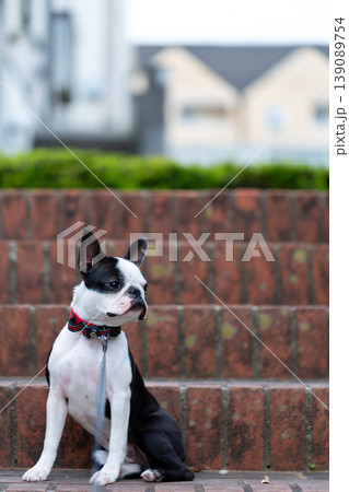 公園で遊ぶボストンテリアの仔犬 139089754