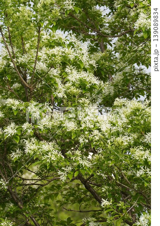 ヒトツバタゴの白い花・2026年4月 ヒトツバタゴの白い花・2026年4月 139089834