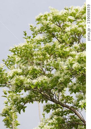 ヒトツバタゴの白い花・2026年4月 ヒトツバタゴの白い花・2026年4月 139089839