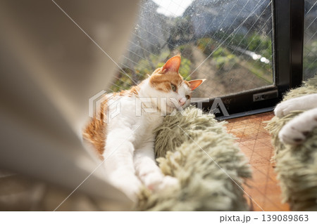 窓辺でくつろぐ猫　茶トラ白 139089863