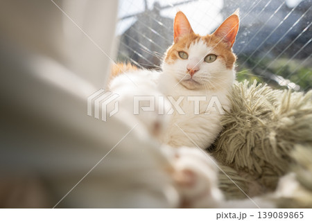 窓辺でくつろぐ猫 茶トラ白 窓辺でくつろぐ猫 茶トラ白 139089865