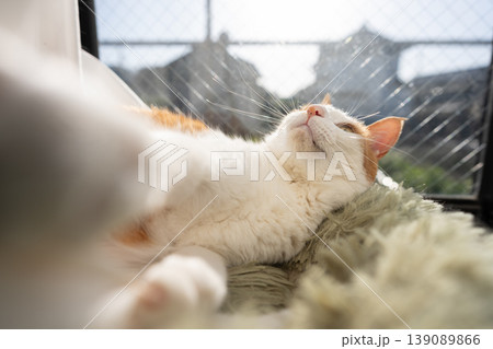 窓辺でくつろぐ猫 茶トラ白 窓辺でくつろぐ猫 茶トラ白 139089866