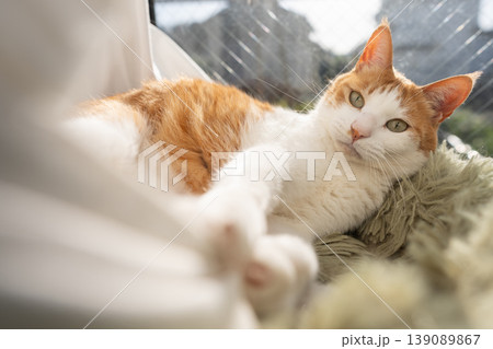 窓辺でくつろぐ猫　茶トラ白 139089867