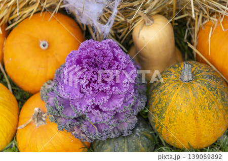 Autumn harvest display with colorful ornamental kale and pumpkins Autumn harvest display with colorful ornamental kale and pumpkins 139089892