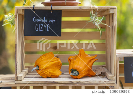 Ornamental squash Cucurbita pepo Gizmo in Prague Ornamental squash Cucurbita pepo Gizmo in Prague 139089898