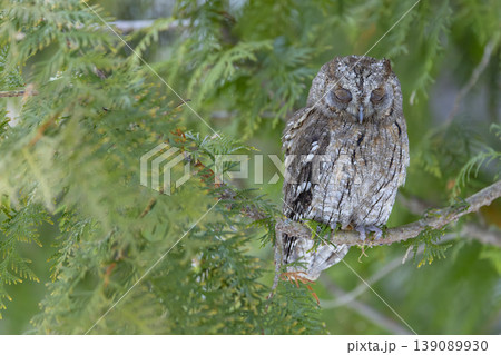 Owl sleeping peacefully on evergreen tree branch, Kubochna, Slovakia Owl sleeping peacefully on evergreen tree branch, Kubochna, Slovakia 139089930