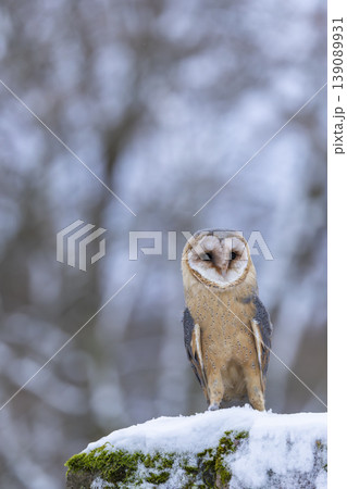 Barn owl standing on snow in winter forest Barn owl standing on snow in winter forest 139089931