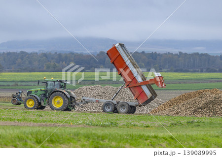 Green tractor unloading sugar beet harvest in Vert Toulon, France Green tractor unloading sugar beet harvest in Vert Toulon, France 139089995
