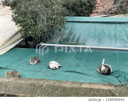 Cats resting on rooftop with teal cover background Cats resting on rooftop with teal cover background 139090041