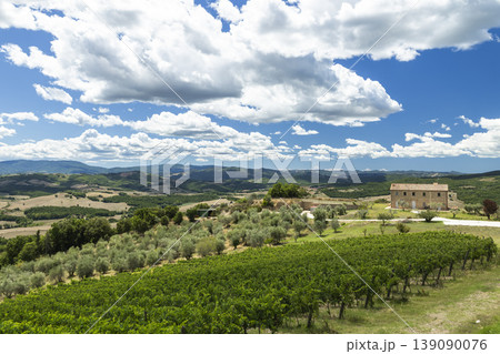 Tuscan vineyard landscape showing farmhouse and olive trees 139090076