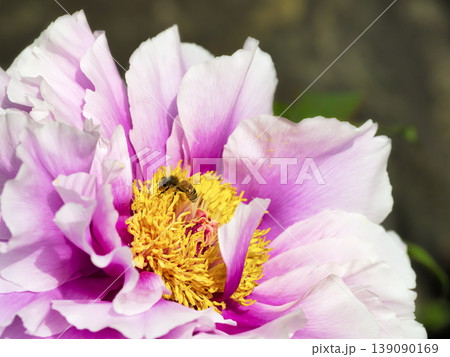 牡丹の花と花粉を集めるミツバチ 牡丹の花と花粉を集めるミツバチ 139090169