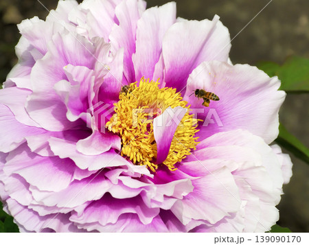 牡丹の花と花粉を集めるミツバチ 139090170
