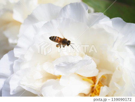 牡丹の花と花粉を集めるミツバチ 139090172