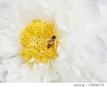 牡丹の花と花粉を集めるミツバチ 牡丹の花と花粉を集めるミツバチ 139090173