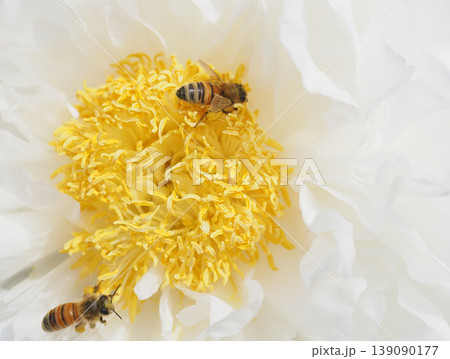牡丹の花と花粉を集めるミツバチ 139090177